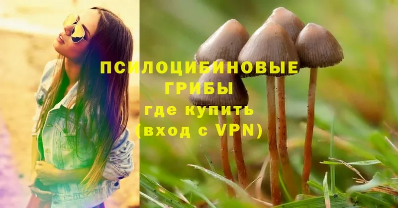 кракен онион  Ленинск  Галлюциногенные грибы Psilocybe  закладки 